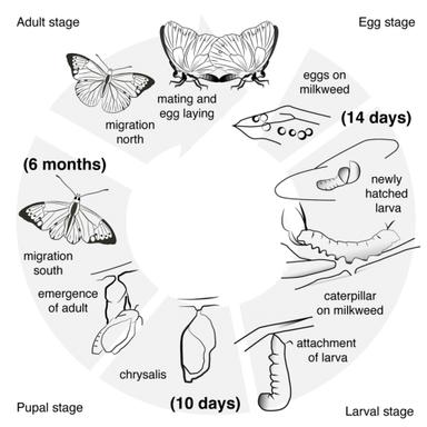 The diagram below shows the life cycle of the Monarch butterfly - IELTS ...