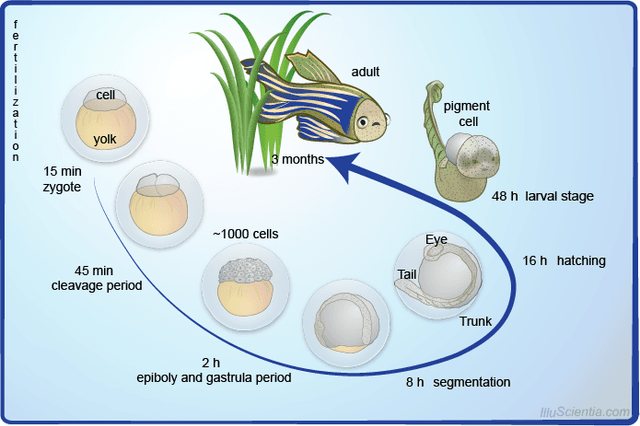 The diagram shows the life cycle of the Zebrafish