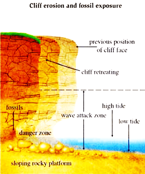 The diagram below illustrates how fossils were exposed beneath a cliff as a result of coastal erosion.