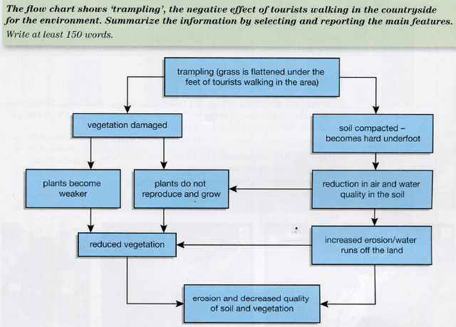The flow chart shows trampling, the negative effect of tourists walking in the countryside for the environment. Summarize the information by selecting and reporting the main features.