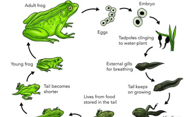 The diagram illustrates the Life Cycle process of frogs in a pond. Summarize the information by selecting and reporting the main features and make comparisons where relevant.