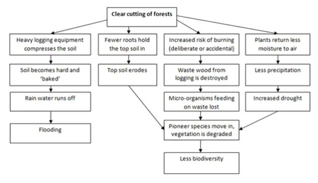The flow chart illustrates the consequence of deforestation. Summarise the information by selecting and reporting the main features.