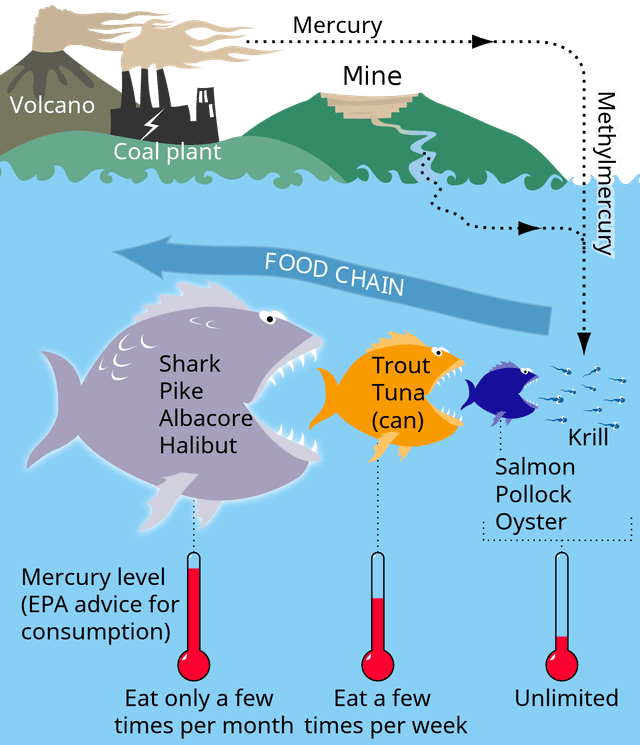 The diagram below gives information about how mercury gets into the food chain.

Summarize the information by selecting and reporting the main features and make comparisons where relevant.
