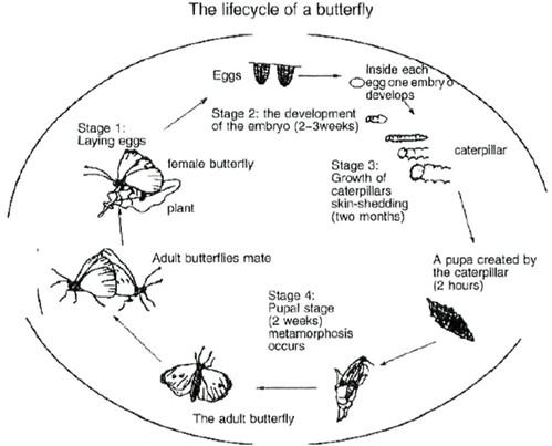 The given diagram illustrates the lifecycle of a butterfly.