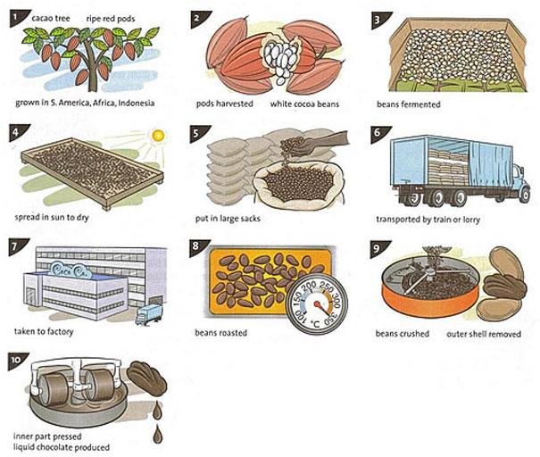 The diagram explains the process for the making of chocolate. There are a total of ten stages in the process, beginning with the growing of the pods on the cacao trees and culminating in the production of the chocolate.