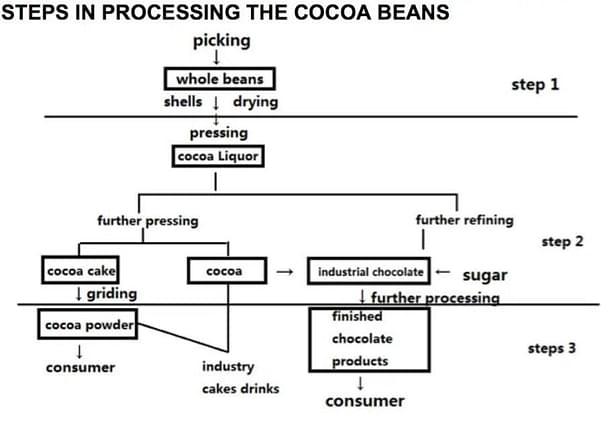54.The diagram shows the stages of processing cocoa beans. Summarize the information by selecting and reporting the main features, and make comparisons where relevant
