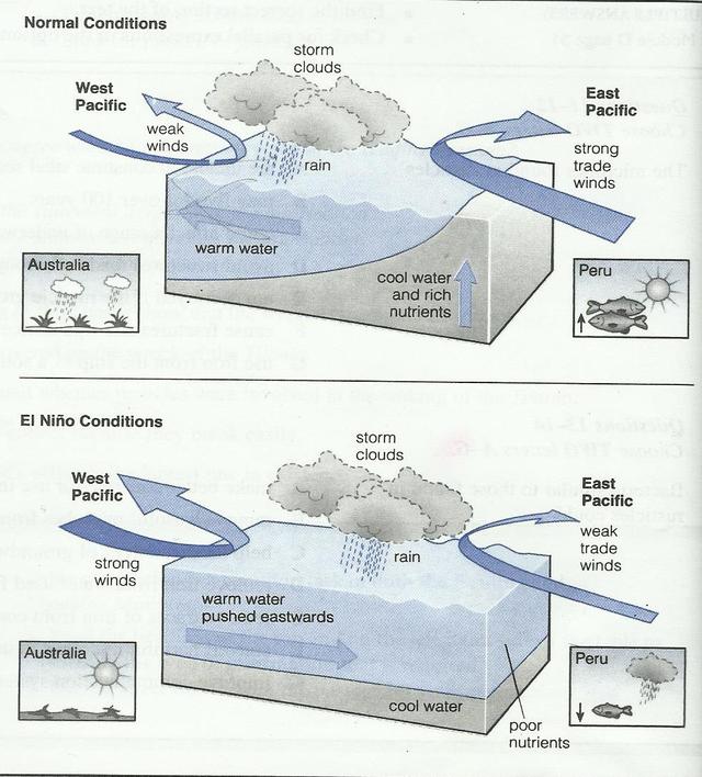 El Niño is the name of a warm ocean current that affects weather patterns on both sides of the Pacific Ocean. The diagrams compare normal conditions in the Pacific with El Niño conditions.