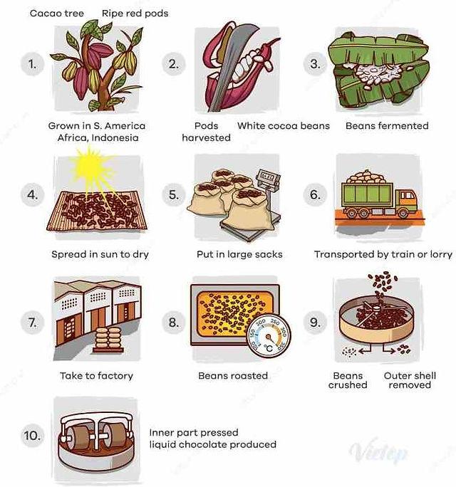 The diagrams depicts the various stages in producing of chocolate.
