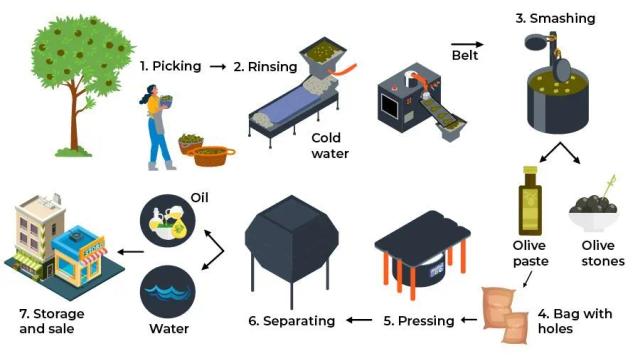 The diagram shows how Olive Oil is manufactured. Write a report for a university lecturer describing the information below. You should write at least 150 words.