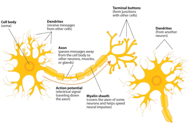 You should spend about 20 minutes on this task.

The diagram shows the components of a neuron and how it works

Write a report for a university, lecturer describing the information shown below.

Summarise the information by selecting and reporting the main features and make comparisons where relevant.

You should write at least 150 words.