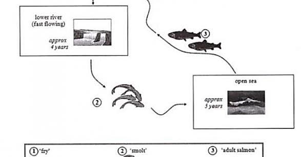 The diagrams below show the life cycle of a species of large fish called the salmon. Summarize the information by selecting and reporting the main features, and make comparisons where relevant.