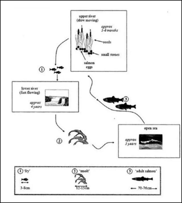 The diagrams below show the life cycle of a species of large fish called the salmon.