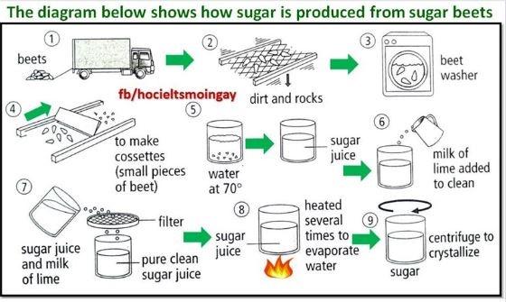 the diagram below shows how sugar is produced from sugar beets