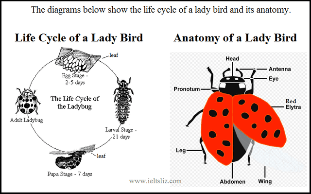 The diagrams below show the life cycle of a lady bird and its anatomy. Summarize the information by selecting and reporting the main features, and make comparisons where relevant.
